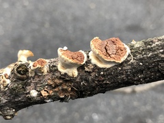 Scytinostroma artocreas