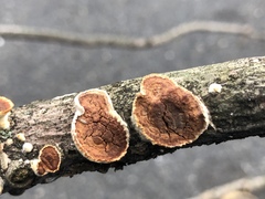 Scytinostroma artocreas