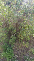 Colliguaja odorifera