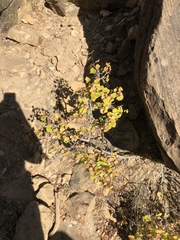 Prunus fremontii