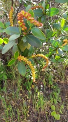 Colliguaja odorifera