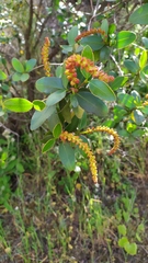 Colliguaja odorifera