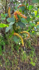 Colliguaja odorifera