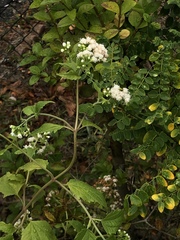 Ageratina altissima