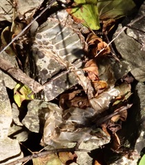 Nerodia sipedon sipedon