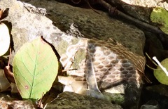 Nerodia sipedon sipedon