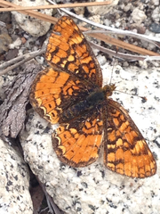 Phyciodes orseis