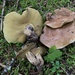 Suillus punctatipes - Photo (c) Drew Parker, some rights reserved (CC BY-NC), uploaded by Drew Parker