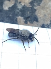 Colletes nigritulus