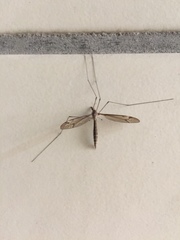 Tipula taikun