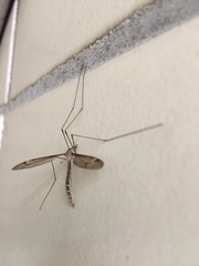 Tipula taikun