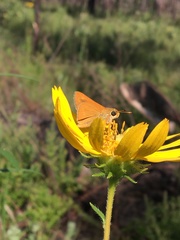 Hesperia meskei straton