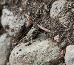 Anaxyrus compactilis