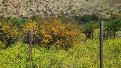 Vachellia caven