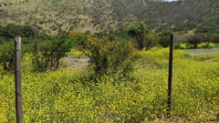 Vachellia caven