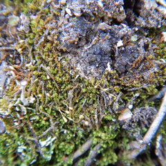 Hymenoloma crispulum