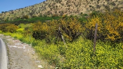 Vachellia caven