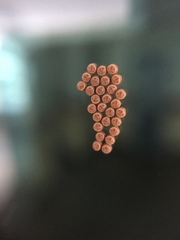 Insecta