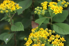 Parrhasius moctezuma