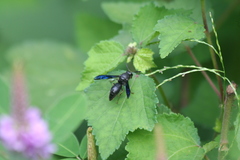 Allorhynchium chinense