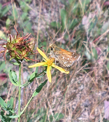 Hesperia comma laurentina
