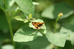 Potanthus pseudomaesa