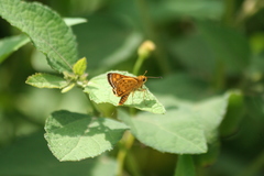 Potanthus pseudomaesa