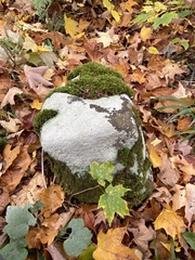 Trapelia placodioides