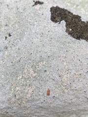 Trapelia placodioides