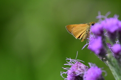 Hesperia meskei straton