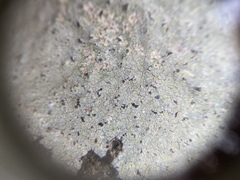 Trapelia placodioides