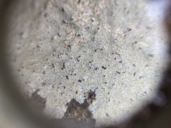 Trapelia placodioides