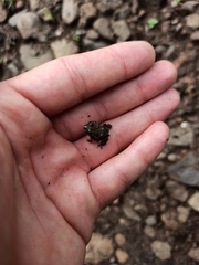 Anaxyrus compactilis