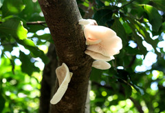 Oudemansiella australis