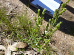 Hibbertia crinita