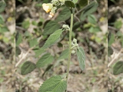 Pseudabutilon ellipticum