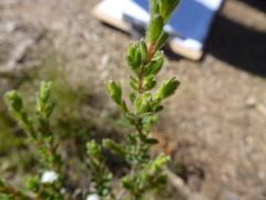 Hibbertia crinita