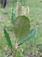 Olearia myrsinoides