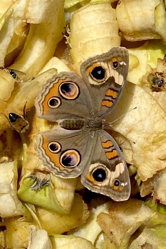 Common Buckeye, photo 9 of 10