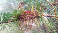 Melaleuca quadrifida