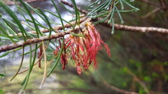 Melaleuca quadrifida