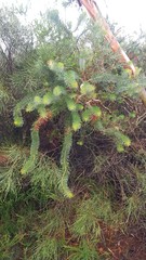 Melaleuca quadrifida