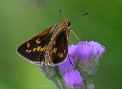 Hesperia meskei straton