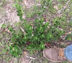 Olearia myrsinoides