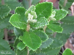 Olearia myrsinoides
