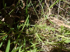 Galium gaudichaudii