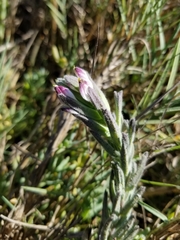 Chloropyron maritimum palustre