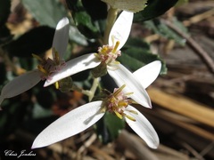 Olearia myrsinoides