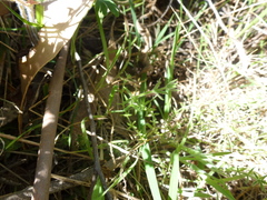 Galium gaudichaudii