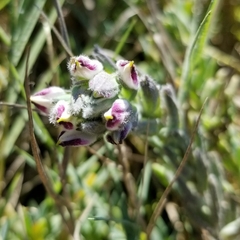 Chloropyron maritimum palustre